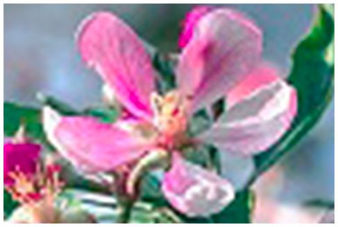 Photographie de 93 750 de pixels avec grossissement post-production x4