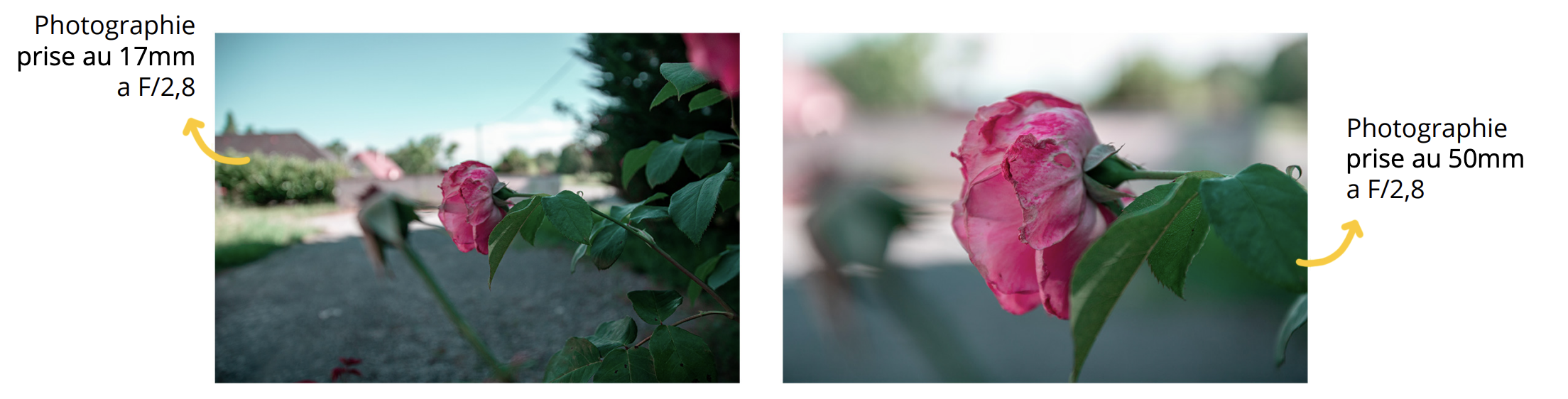 Comparaison 17 mm et 50 mm à f/2,8 sur une rose pour observer le flou d’arrière-plan