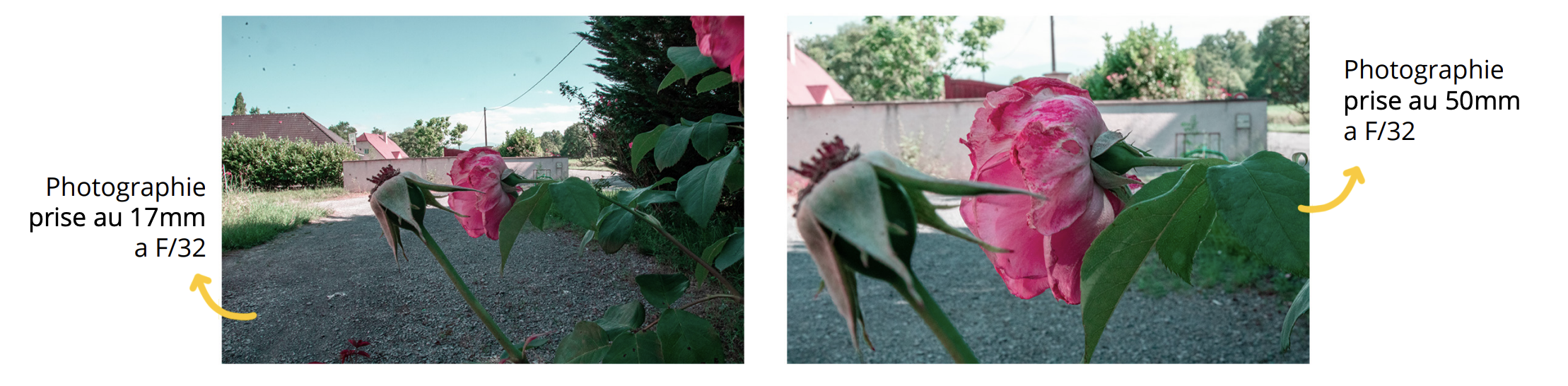 Comparaison 17 mm et 50 mm sur une rose pour visualiser l’effet de la focale sur le cadrage