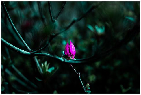 Photographie de 24 millions de pixels