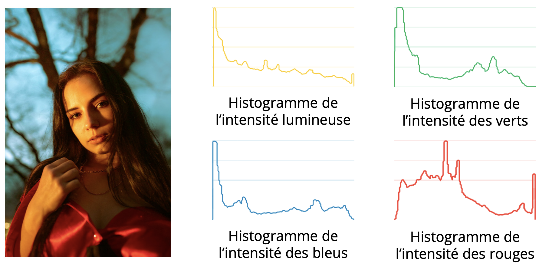 Portrait avec histogrammes RVB et luminosité