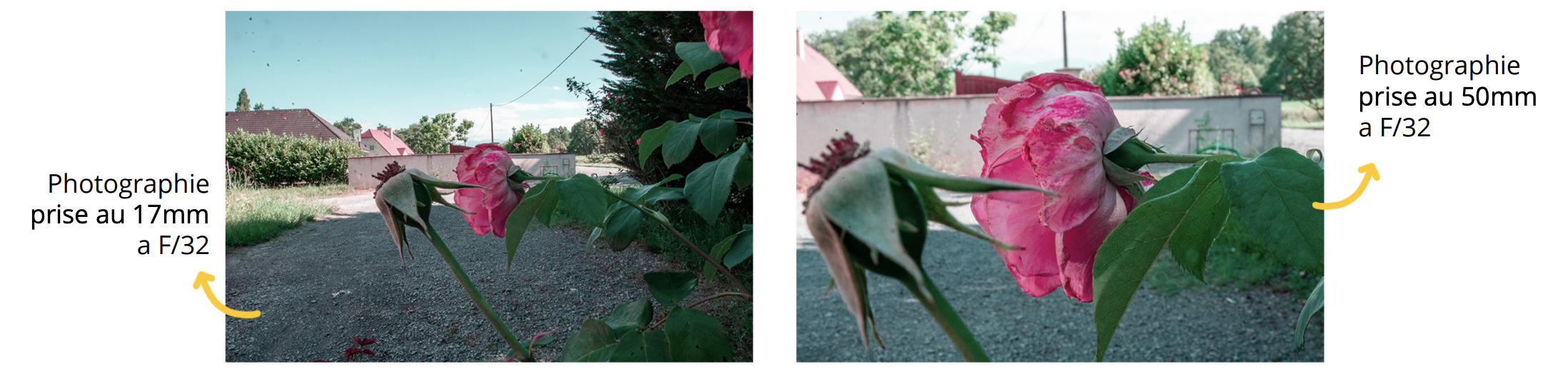 Comparaison d’une rose photographiée au 17 mm et au 50 mm à f/32