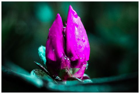 Photographie de 24 millions de pixels avec grossissement post-production x4