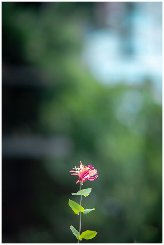 Photographie de 24 millions de pixels