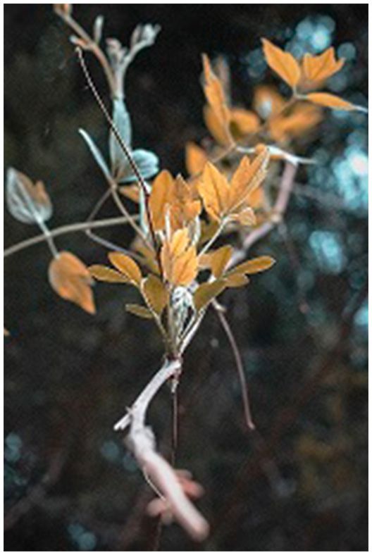 Photographie de 93 750 de pixels avec grossissement post-production x2,5