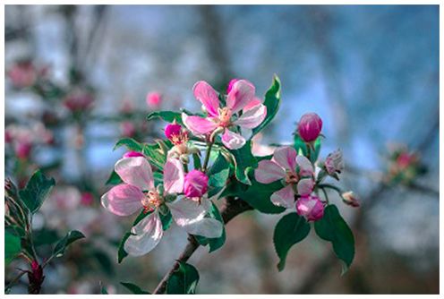 Photographie de 93 750 de pixels